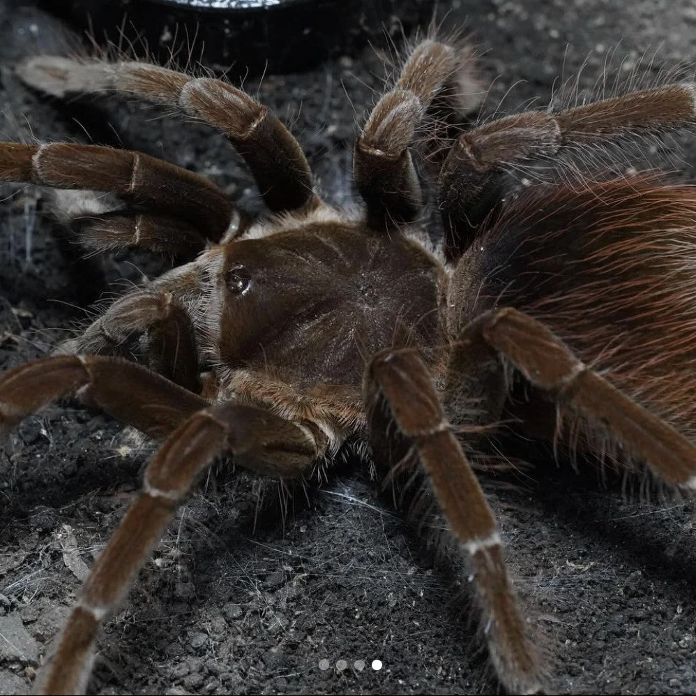 What's New? Tarantulas